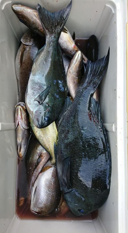 伊豆下田フィッシング 釣果