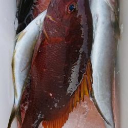 伊豆下田フィッシング 釣果