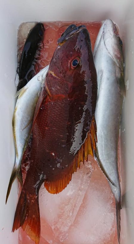 伊豆下田フィッシング 釣果