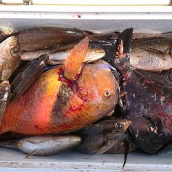 伊豆下田フィッシング 釣果