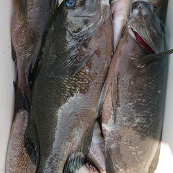 伊豆下田フィッシング 釣果