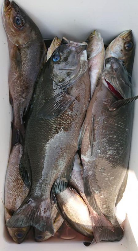 伊豆下田フィッシング 釣果