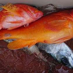 伊豆下田フィッシング 釣果