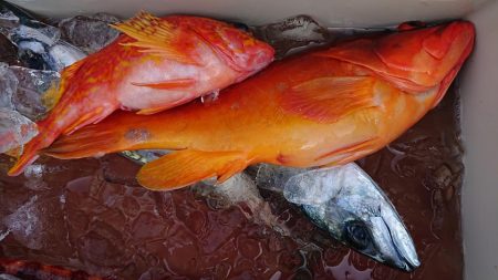 伊豆下田フィッシング 釣果