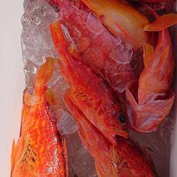 伊豆下田フィッシング 釣果