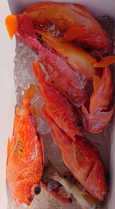 伊豆下田フィッシング 釣果