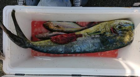 伊豆下田フィッシング 釣果