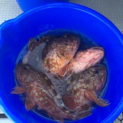 Fisherman Dreams DI 釣果