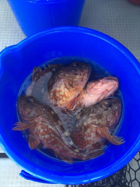 Fisherman Dreams DI 釣果