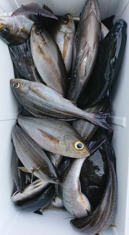 伊豆下田フィッシング 釣果