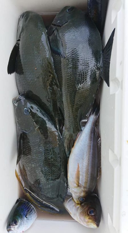 伊豆下田フィッシング 釣果