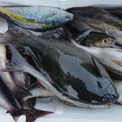 伊豆下田フィッシング 釣果