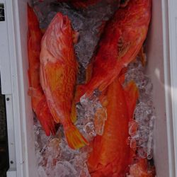 伊豆下田フィッシング 釣果