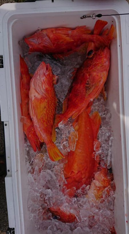 伊豆下田フィッシング 釣果