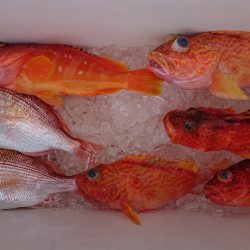 伊豆下田フィッシング 釣果