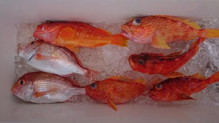 伊豆下田フィッシング 釣果