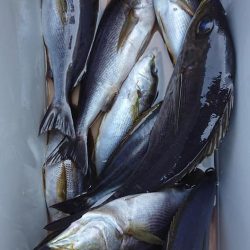 伊豆下田フィッシング 釣果