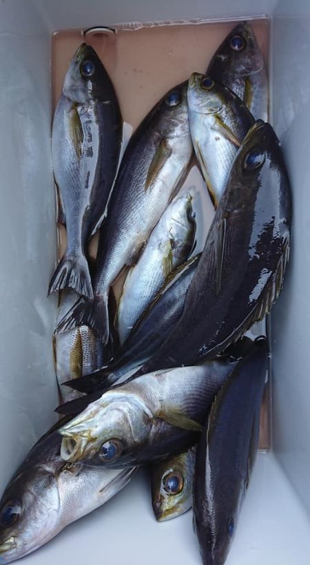 伊豆下田フィッシング 釣果