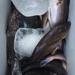 伊豆下田フィッシング 釣果