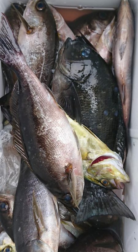 伊豆下田フィッシング 釣果