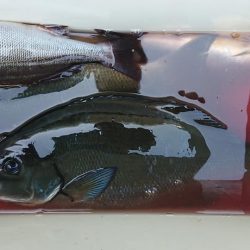 伊豆下田フィッシング 釣果