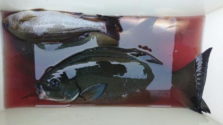 伊豆下田フィッシング 釣果