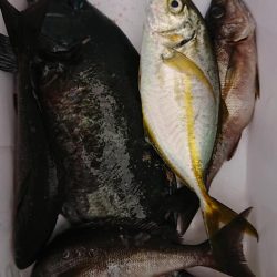 伊豆下田フィッシング 釣果