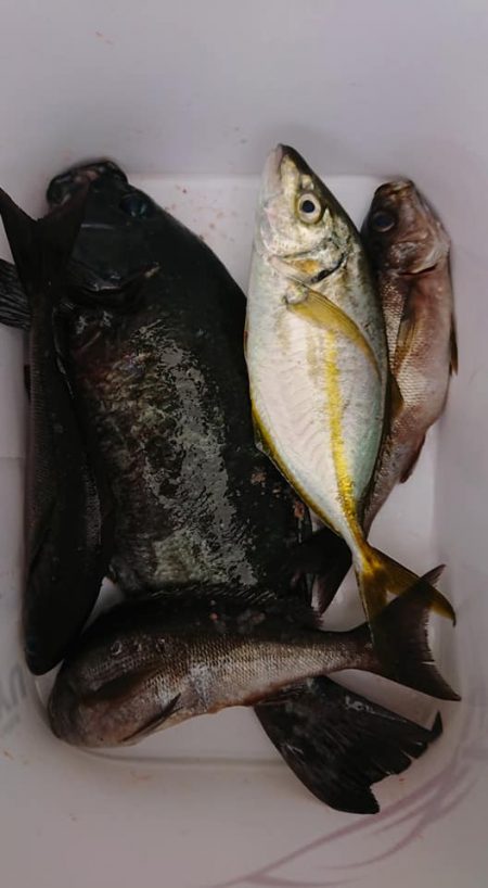 伊豆下田フィッシング 釣果