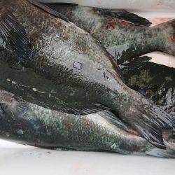 伊豆下田フィッシング 釣果