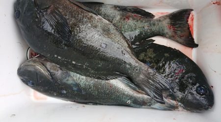 伊豆下田フィッシング 釣果