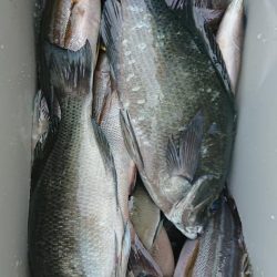 伊豆下田フィッシング 釣果