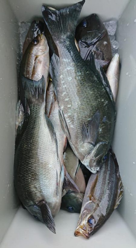 伊豆下田フィッシング 釣果