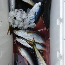 伊豆下田フィッシング 釣果