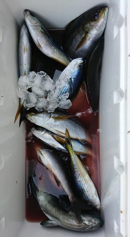 伊豆下田フィッシング 釣果