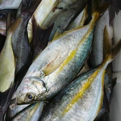 伊豆下田フィッシング 釣果