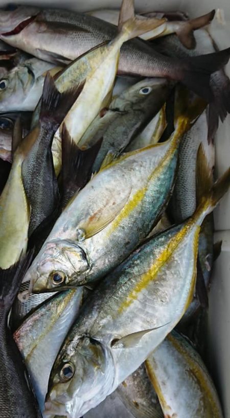 伊豆下田フィッシング 釣果