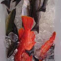 伊豆下田フィッシング 釣果