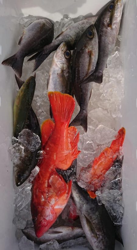 伊豆下田フィッシング 釣果