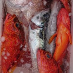 伊豆下田フィッシング 釣果