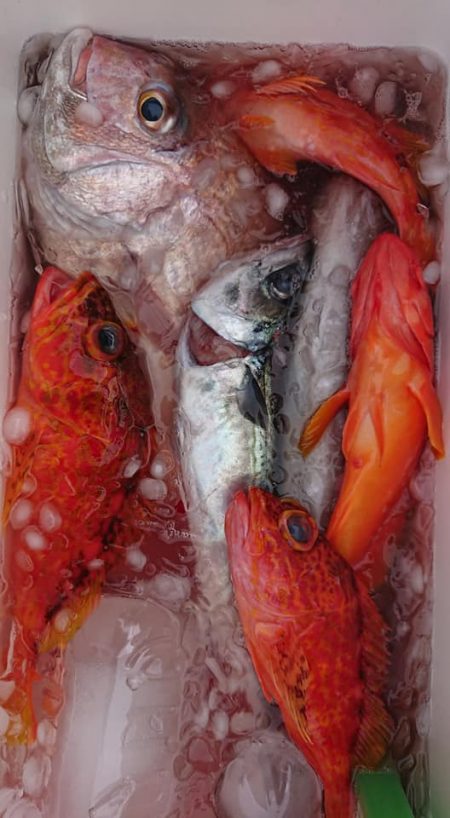 伊豆下田フィッシング 釣果