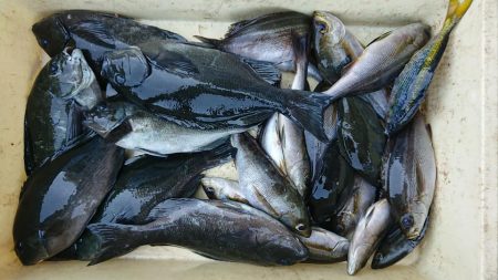 伊豆下田フィッシング 釣果