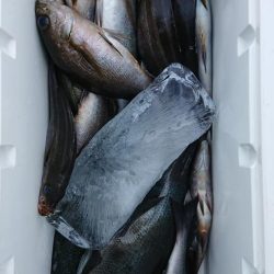 伊豆下田フィッシング 釣果