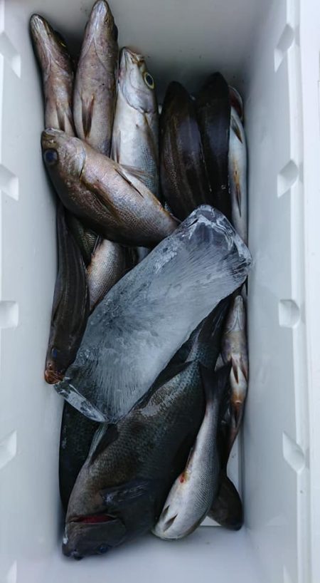 伊豆下田フィッシング 釣果