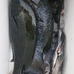 伊豆下田フィッシング 釣果