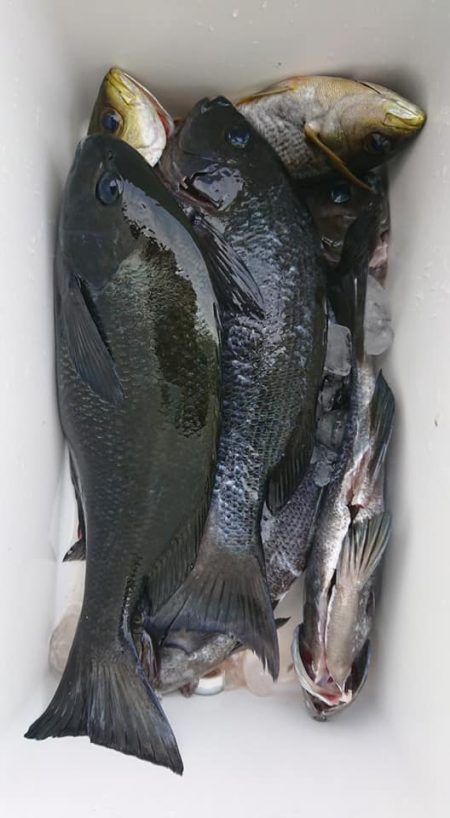 伊豆下田フィッシング 釣果