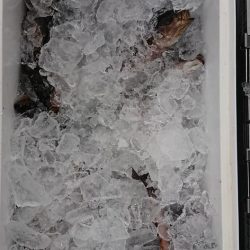 伊豆下田フィッシング 釣果