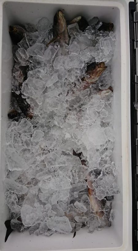 伊豆下田フィッシング 釣果