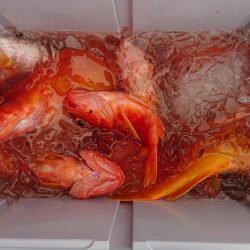 伊豆下田フィッシング 釣果