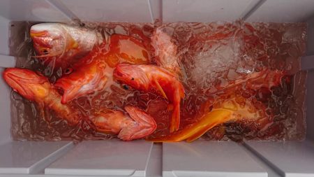 伊豆下田フィッシング 釣果