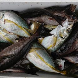 伊豆下田フィッシング 釣果